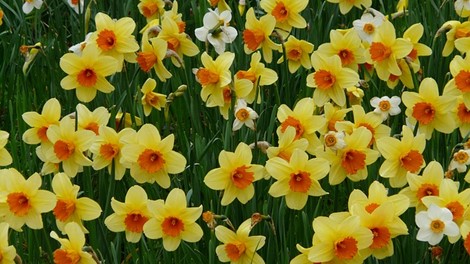 Wanneer stookolie kopen?