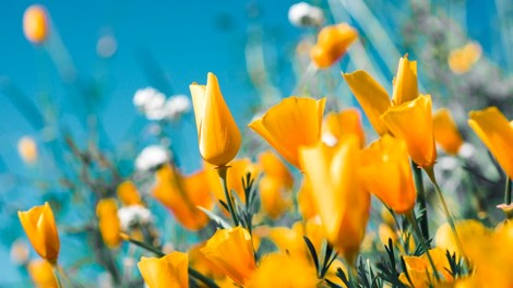 Commander du mazout de chauffage à la fin de l’hiver: intéressant?